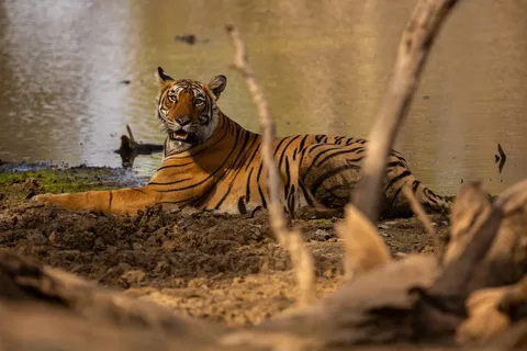 Wildlife Encounters
